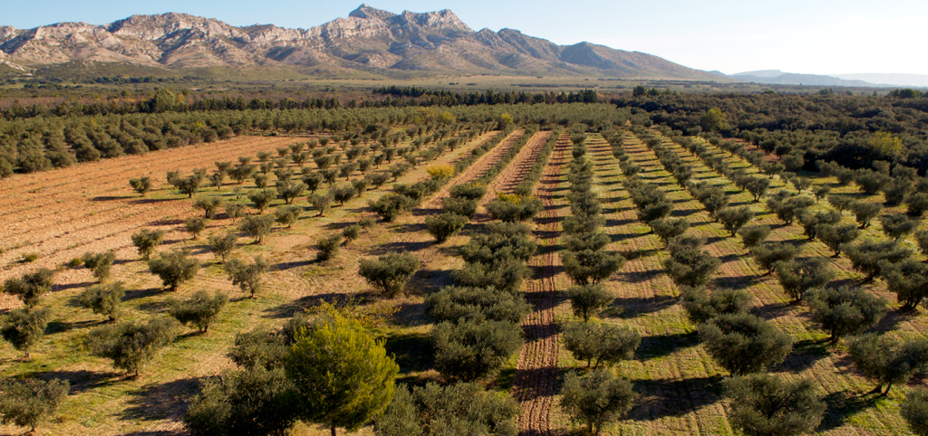 olive trees Alpilles