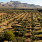 olive trees Alpilles
